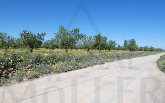 Parcela Rústica en Paraje El Toledano – La Magdalena